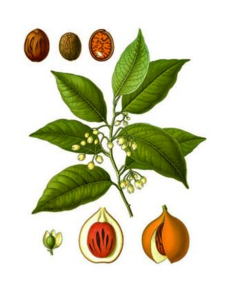 cioccolato affinato nella noce moscata