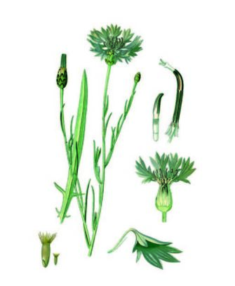 cioccolato affinato nei fiori di fiordaliso